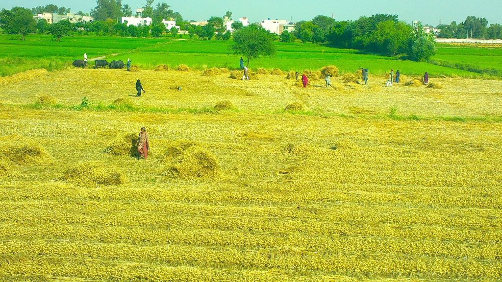 Dar orders urgent action to curb rising wheat prices