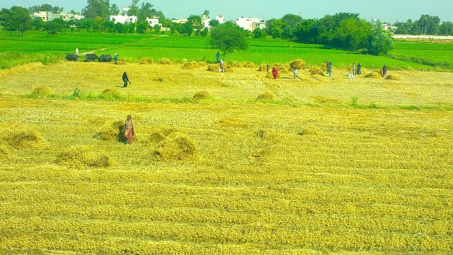 Dar orders urgent action to curb rising wheat prices